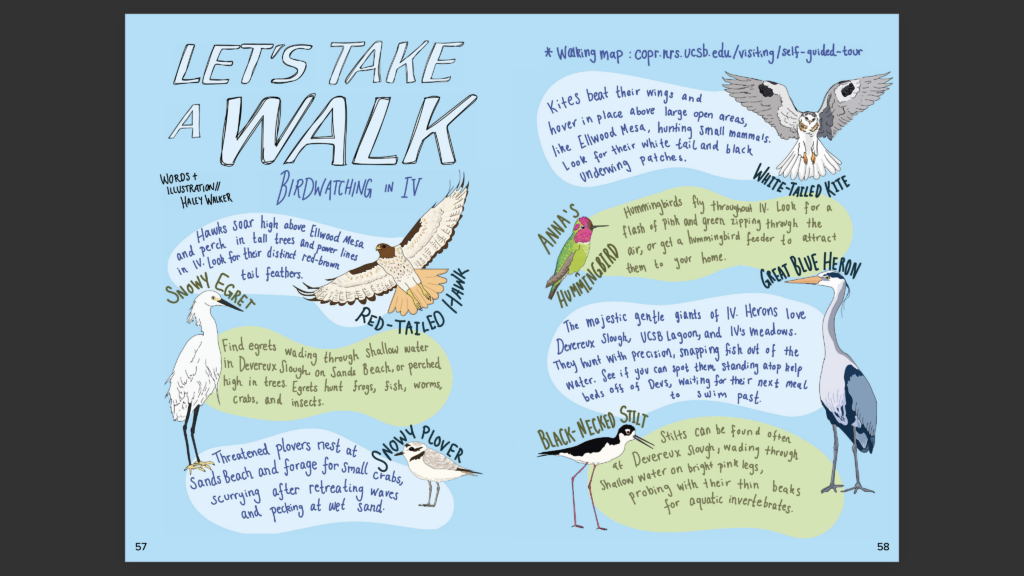 Let's Take a Walk: Birdwatching in IV