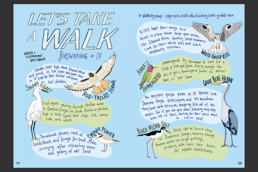 Let's Take a Walk: Birdwatching in IV